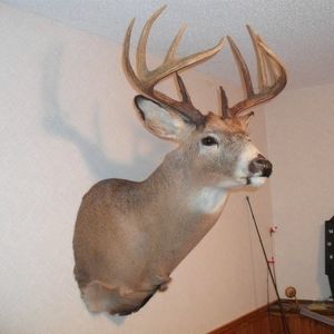 Meet your Posher, Shane